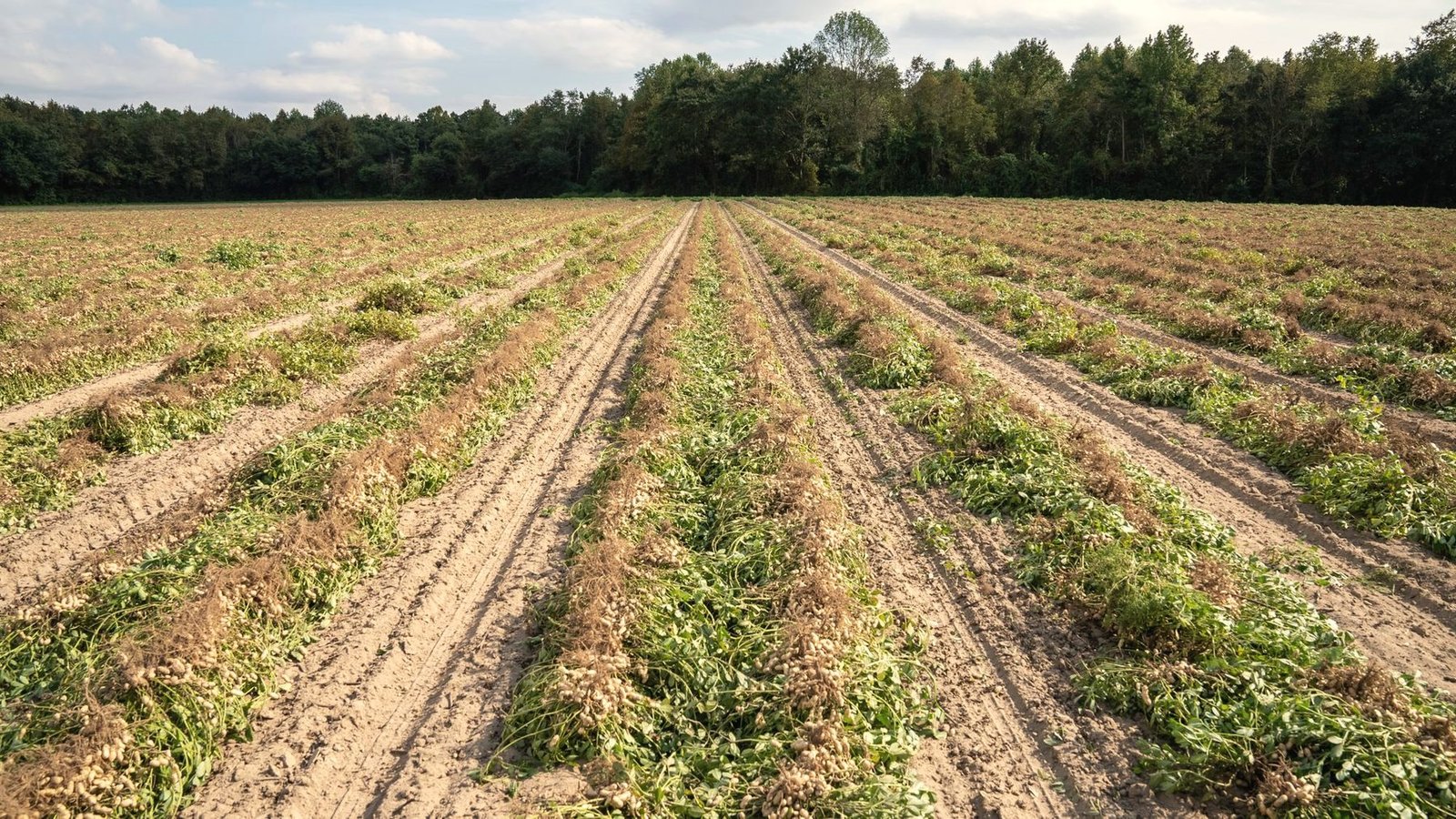 Rows of dug peanuts drying in a sandy field with a pine treeline behind
