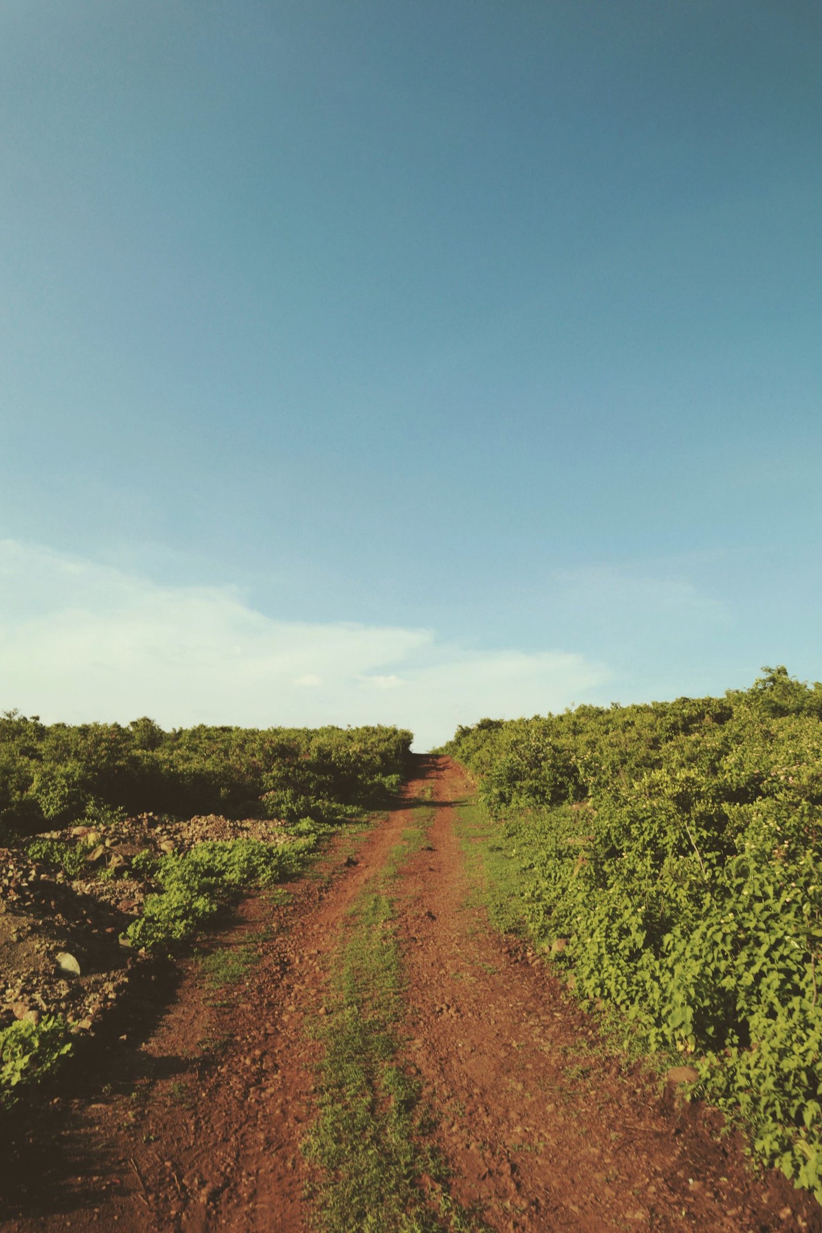 A red dirt farm road running between green crop rows under a clear sky